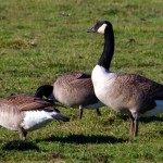 Canadian-Geese