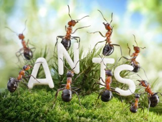 We Are The Ants. ant tales